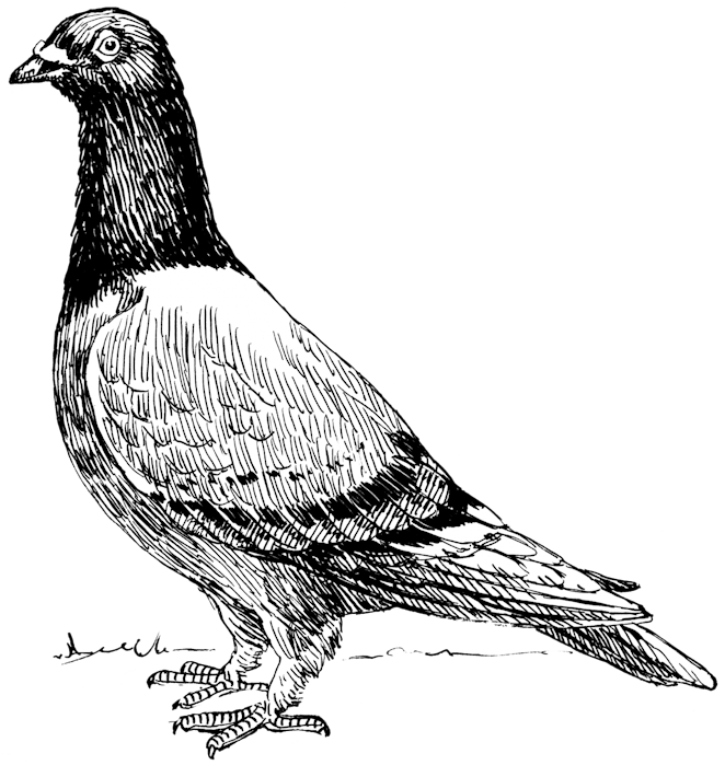 Homing pigeon